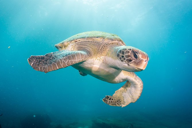 Discover Scuba Diving by boat, Puerto Colon - Discover Scuba Diving by boat in Puerto Colon offers an accessible entry into the underwater world of Tenerife for just $89.80 per person. This 2.5-hour adventure begins at Scuba Point in Puerto Colon, where a dedicated team of instructors guides first-time divers through a safe and memorable experience. The tour suits those looking for a quick, beginner-friendly introduction to scuba, with plenty of focus on safety, fun, and capturing your moments underwater.