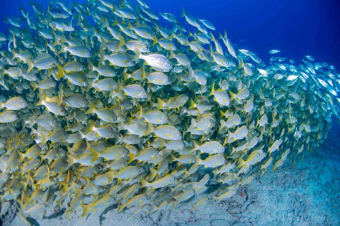 Discover Scuba Diving by boat, Puerto Colon - Discover the Marine Life and Volcanic Formations