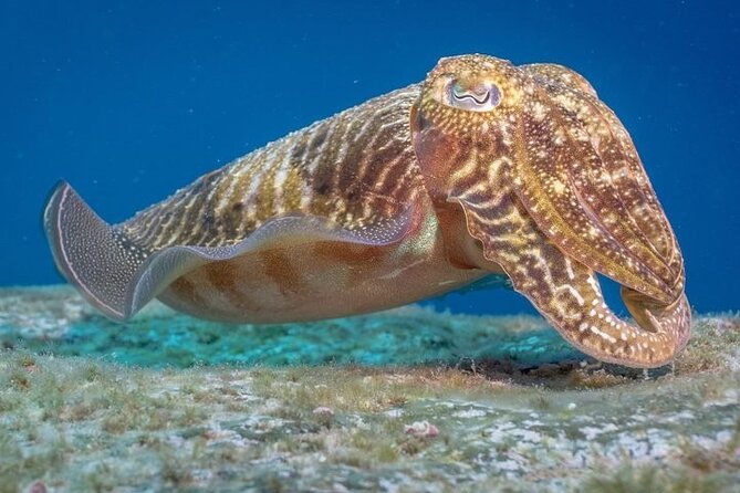 Discover Scuba Diving by boat, Puerto Colon - What’s Included and What You Should Know