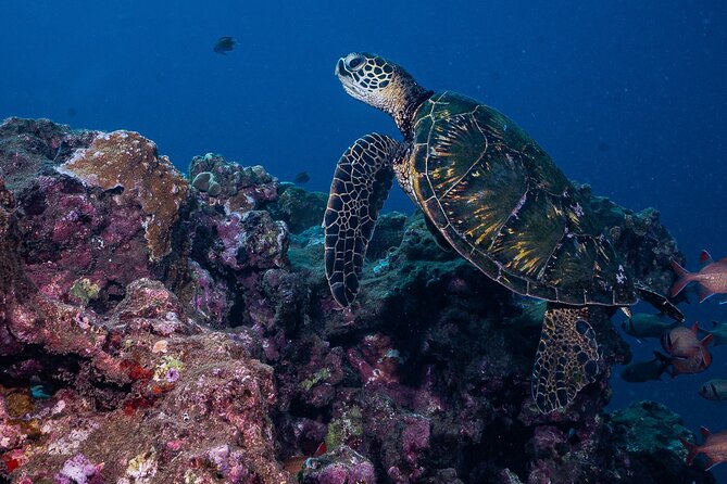 Discover Scuba Diving Class from Lahaina - Exploring Maui’s Coral Reefs with Safety and Fun