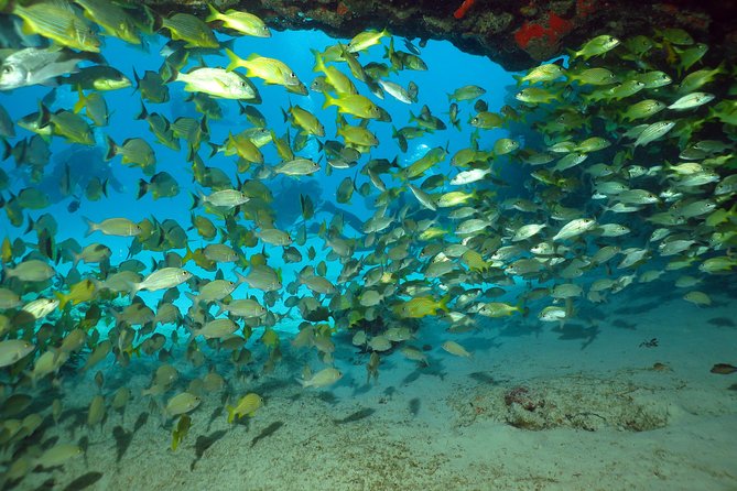 Discover Scuba Diving Course in Playa del Carmen with Two Coral Reef Dives - Reviews and Ratings Overview