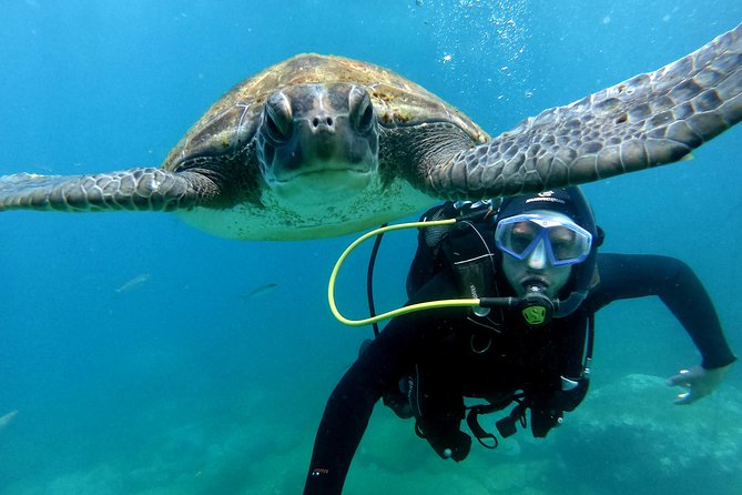Discover Scuba Diving Experience in Turtle Habitat - Key Points