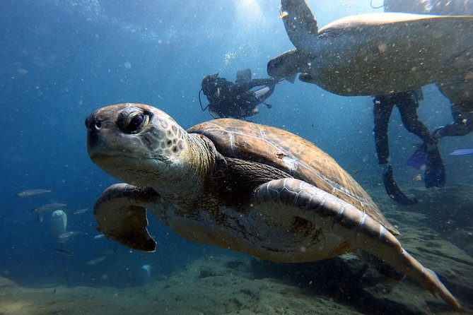 Discover Scuba Diving Experience in Turtle Habitat - Meeting Point at the PADI 5 Travel Sub Dive Center in Costa Adeje