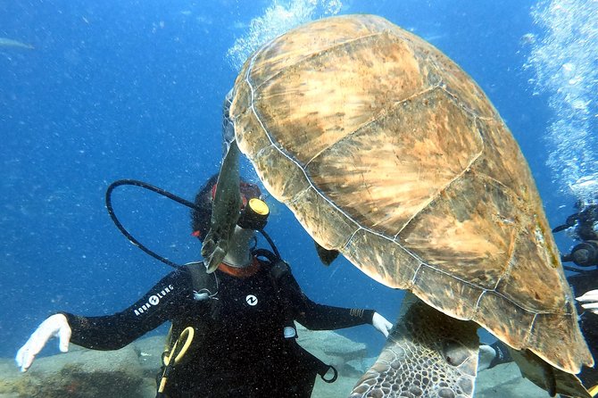 Discover Scuba Diving Experience in Turtle Habitat - Return Boat Ride and Online Certification Process