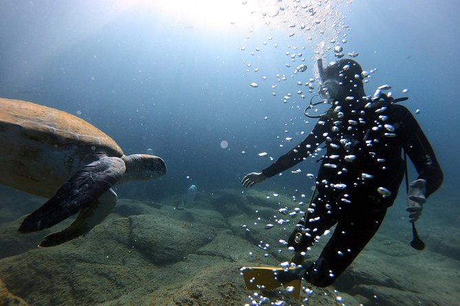 Discover Scuba Diving Experience in Turtle Habitat - Whats Included in the Tour Package