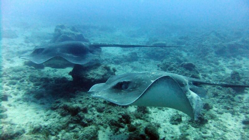 Discover Scuba Diving Experience - Safety and Practical Tips