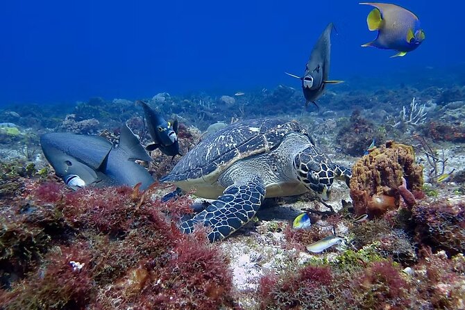 Discover Scuba Diving From Boat - Discover Scuba Diving From Boat in Cozumel, Mexico for $165