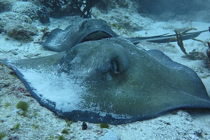 Discover Scuba Diving From Boat - What the Tour Includes and Excludes