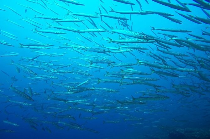 Discover Scuba Diving from the Boot - Small-Group Diving Ensures Personal Attention