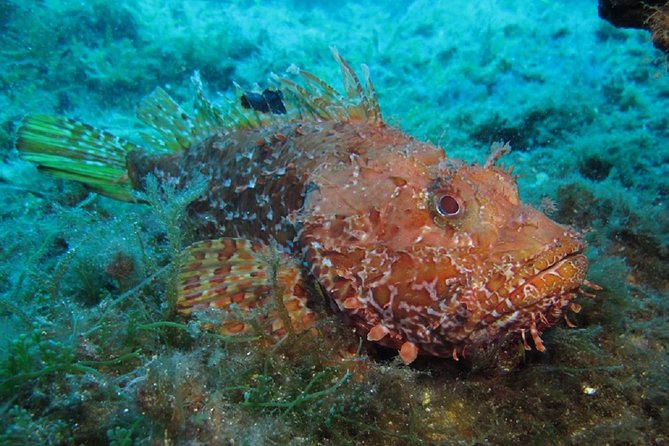 Discover Scuba Diving from the Boot - The Two Dives: Shallow Water and Deeper Exploration