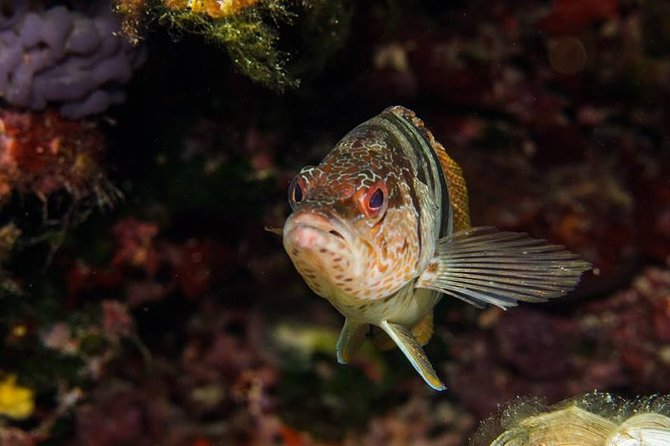 Discover Scuba Diving from the Boot - Highlights of the Underwater Adventure in Mallorca