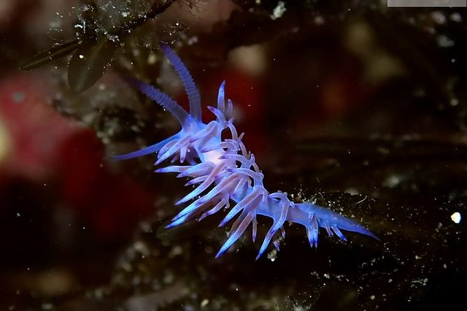 Discover Scuba Diving from the Boot - Who Will Most Enjoy This Tour?