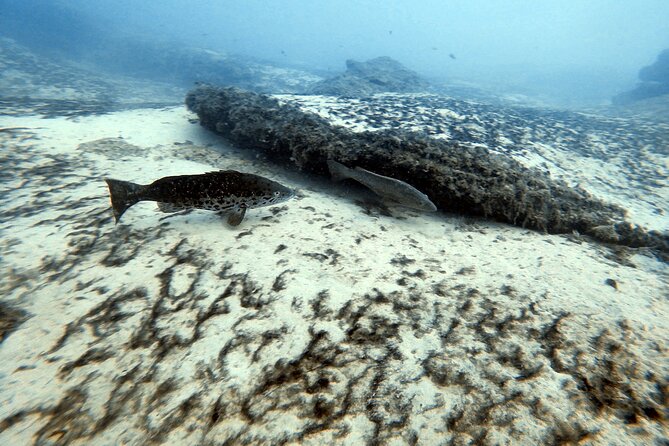 Discover Scuba Diving in Costa Calma - Flexible Scheduling with Morning or Afternoon Sessions