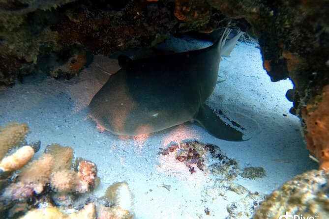 Discover Scuba Diving in Cozumel - Reviews Highlighting the Experience