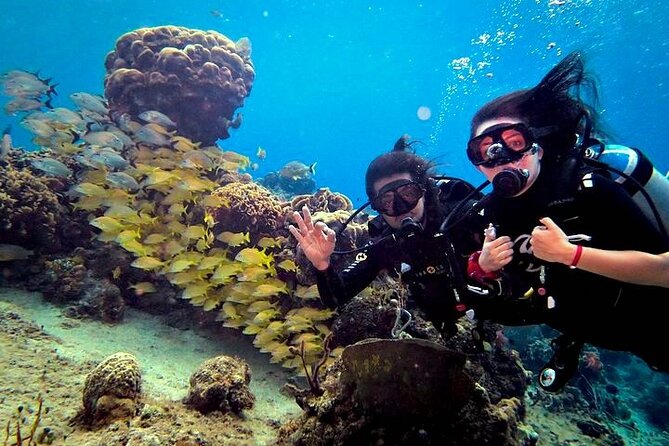 Discover Scuba Diving in Cozumel Paradise Reef - The Marine Life and Reef Highlights