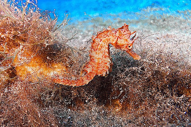 Discover Scuba Diving in Lanzarote (Costa Teguise) - Who Will Enjoy This Most