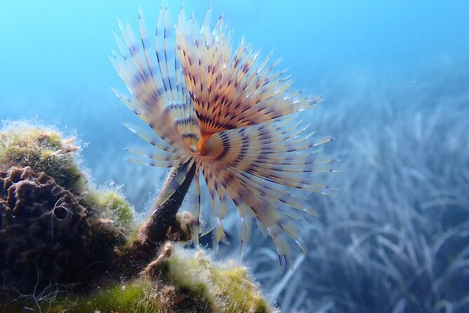Discover Scuba Diving in Santorini - Underwater Exploration and Marine Life Encounters