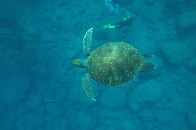 Discover Scuba Diving in Tenerife - Discover Scuba Diving in Tenerife: An Accessible Underwater Adventure