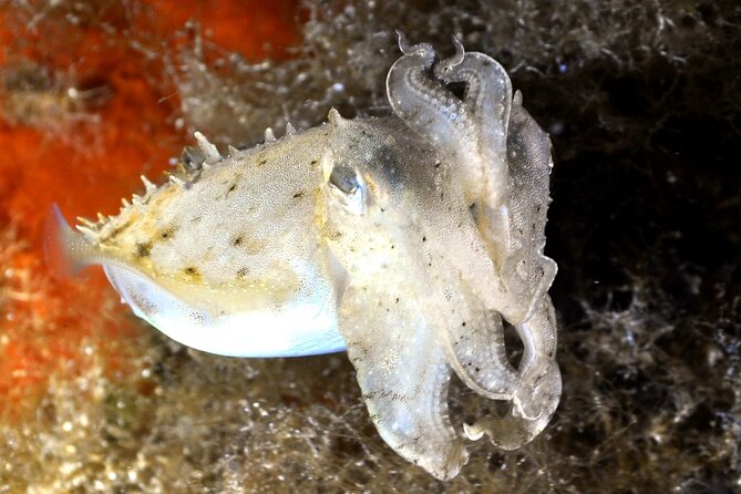 Discover Scuba diving in Villasimius - What the Guides Bring to the Experience