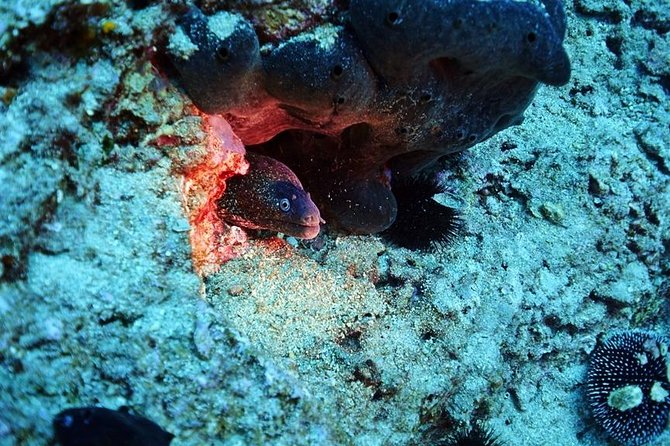 Discover Scuba Diving Private Fun Activity in Athens - The Dive Site and Underwater Environment