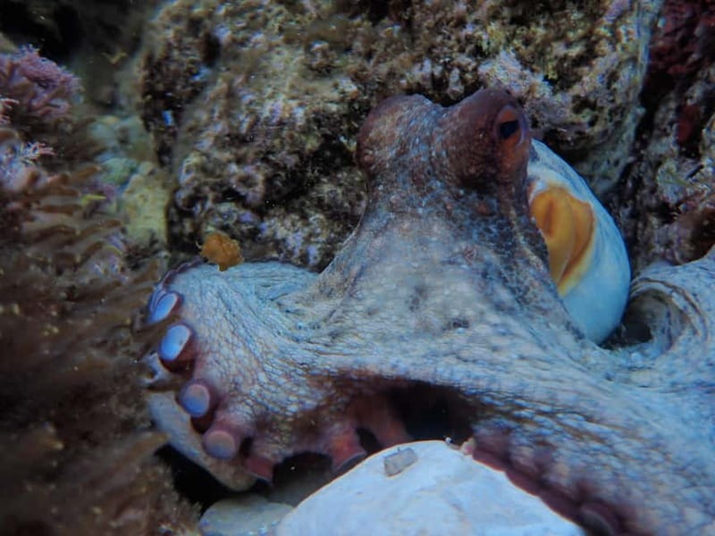 Discover Scuba Diving, scuba diving for begginers!! - Meeting at Palma Diving on Son Caliu Beach