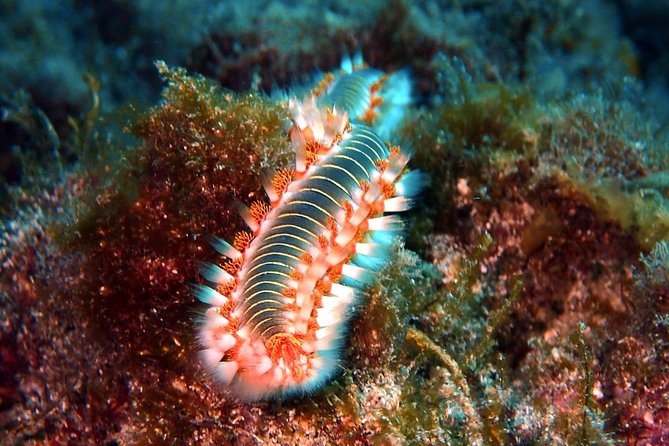 Discover Scuba Diving - Try it for the first time! - Meeting Point and Logistics in Callao Salvaje