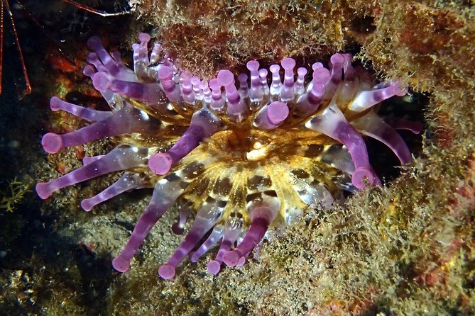 Discover Scuba Diving - Try it for the first time! - Reviews Highlighting the Best Aspects of the Tour