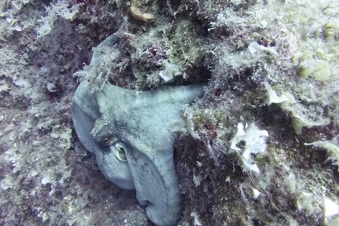 Discover SCUBA Diving with Pissouri Bay Divers - What Sets This Tour Apart from Others