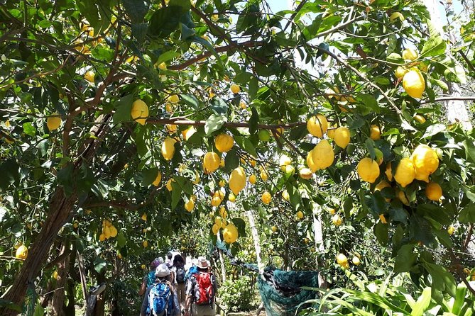 DISCOVER SORRENTO, food &Walking tour . Lemons-cheese&olive oil - The Food & Beverage Pairings: Wining and Tasting
