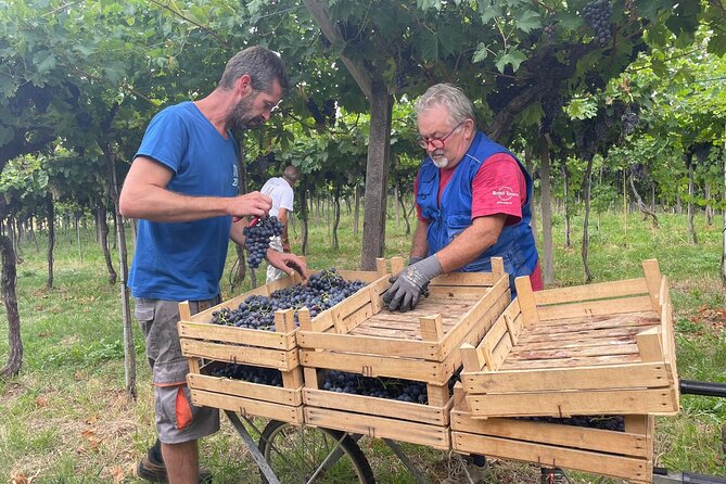 Discover the Amarone wine: 1 winery with delicious food pairing - An In-Depth Look at the Verona Wine Tour for Amarone Lovers