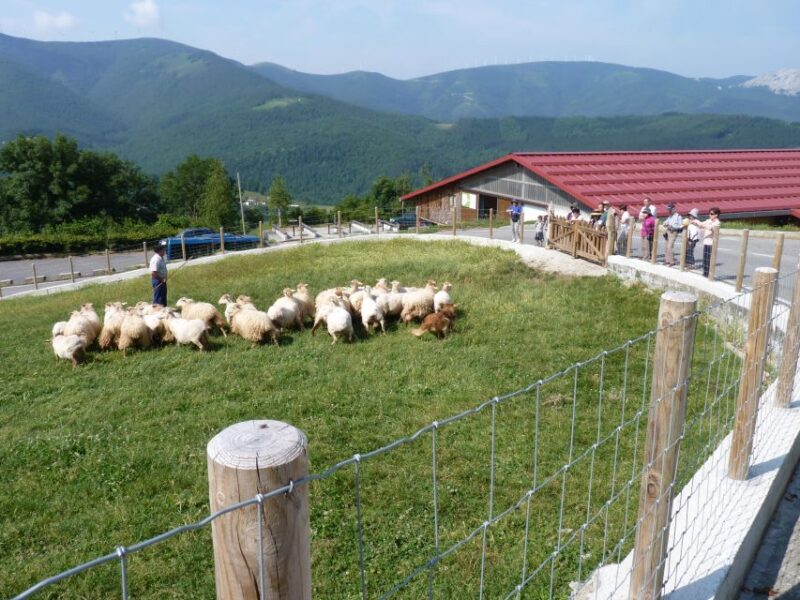 Discover the Art of Idiazabal Cheese in the Basque Country - Comparing This Tour to Other Basque Experiences