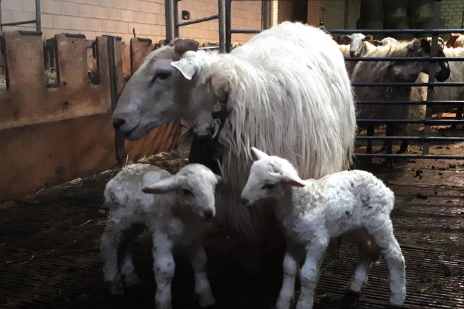 Discover the Art of Idiazabal Cheese in the Basque Country - Scenic Mountain and Forest Landscapes