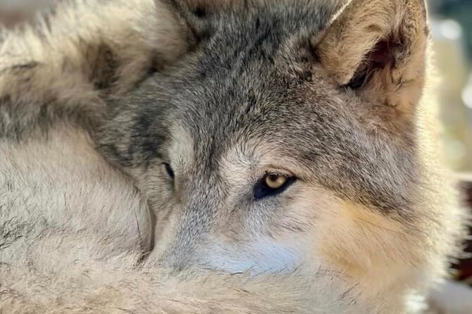 Discover the beauty of the wild & Roam in the spirit of the wolf - Discover the Spirit of the Wolf in Washington for $120