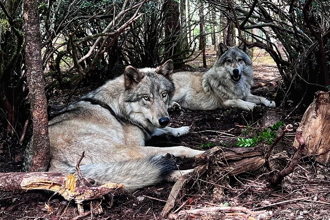 Discover the beauty of the wild & Roam in the spirit of the wolf - Key Points