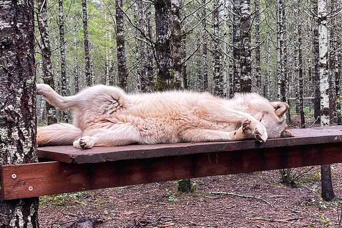 Discover the beauty of the wild & Roam in the spirit of the wolf - The Role of the Guides and Ambassadors