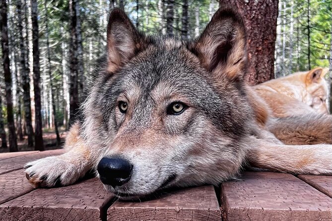 Discover the beauty of the wild & Roam in the spirit of the wolf - The Forested Pathways and Natural Setting