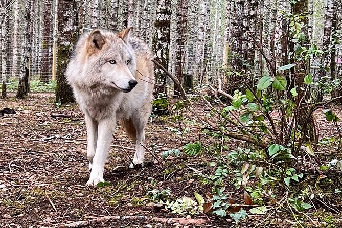 Discover the beauty of the wild & Roam in the spirit of the wolf - The Importance of Conservation and Education