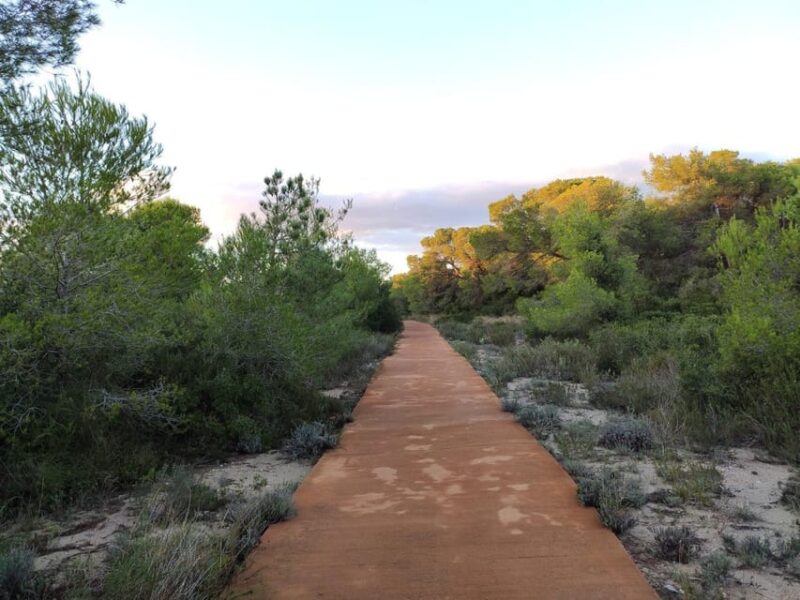 Discover the Devesa and the Albufera: Guided tour - Discover the Devesa and the Albufera: Guided tour