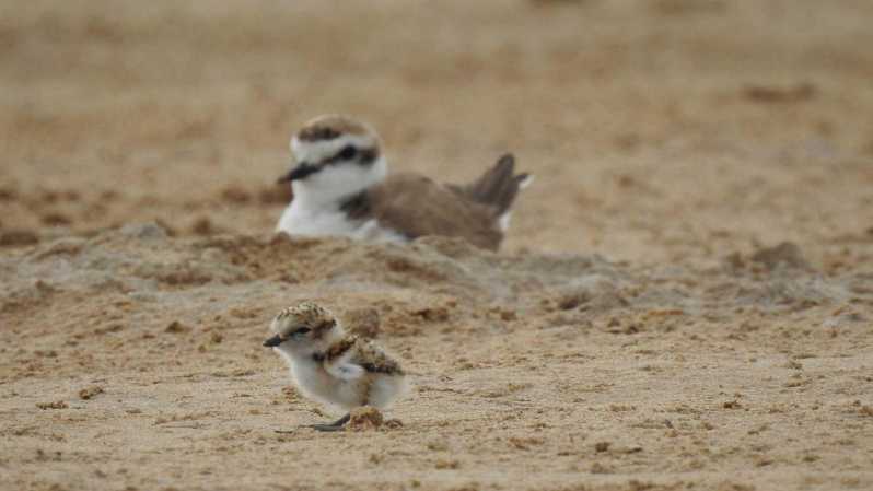 Discover the Devesa and the Albufera: Guided tour - Pine Forest Walk: Protecting Soil and Promoting Biodiversity