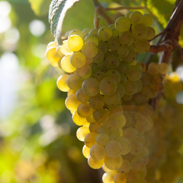 Discover the Essence of Txakoli Wine from San Sebastian - Discover the Authentic Flavors of Txakoli Wine in the Basque Country