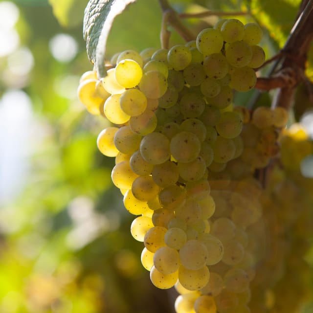 Discover the Essence of Txakoli Wine from San Sebastian - Key Points