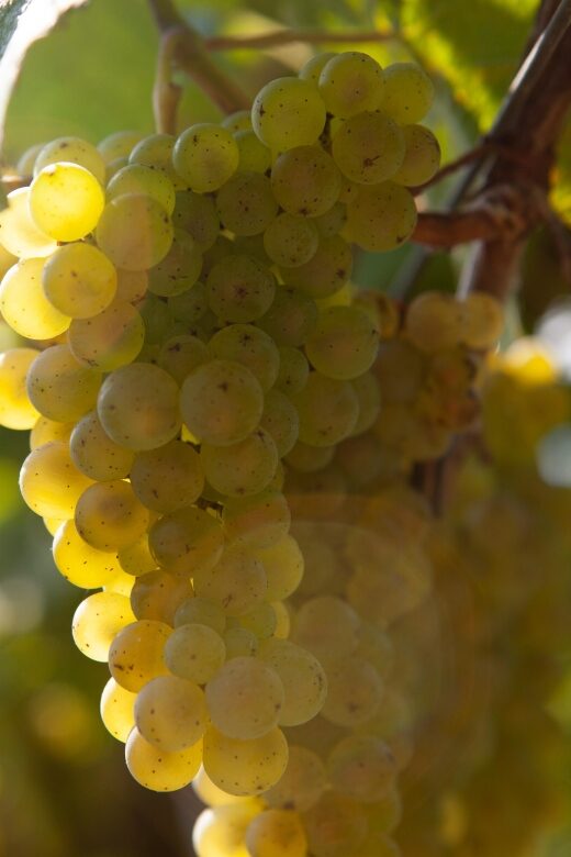 Discover the Essence of Txakoli Wine from San Sebastian - Exploring Txakoli: The Regional White Wine