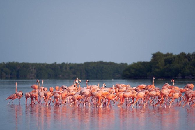 Discover the FABULOUS PINK WATERS at the Caribean (Las Coloradas+Río Lagartos) - Key Points