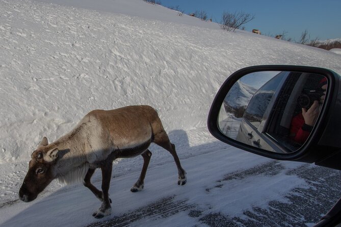 Discover the Fjords of Kvaloya - a roadtrip along fjords and fishing villages - Practical Details: Logistics and Meeting Points