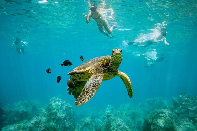 Discover the Magic of Coral Gardens Turtle Town - Maalaea Harbor - Discover the Best of Maui’s Marine Life with Coral Gardens Turtle Town Snorkeling Tour