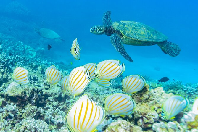 Discover the Magic of Coral Gardens Turtle Town - Maalaea Harbor - Coral Gardens, Turtle Town, and Olowalu Reef – Diverse Marine Stops