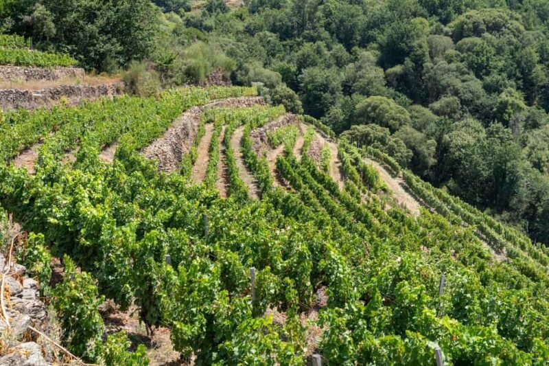 Discover the Ribeira Sacra with a unique wine experience! - Exploring the Ribeira Sacra Winery in Galicia