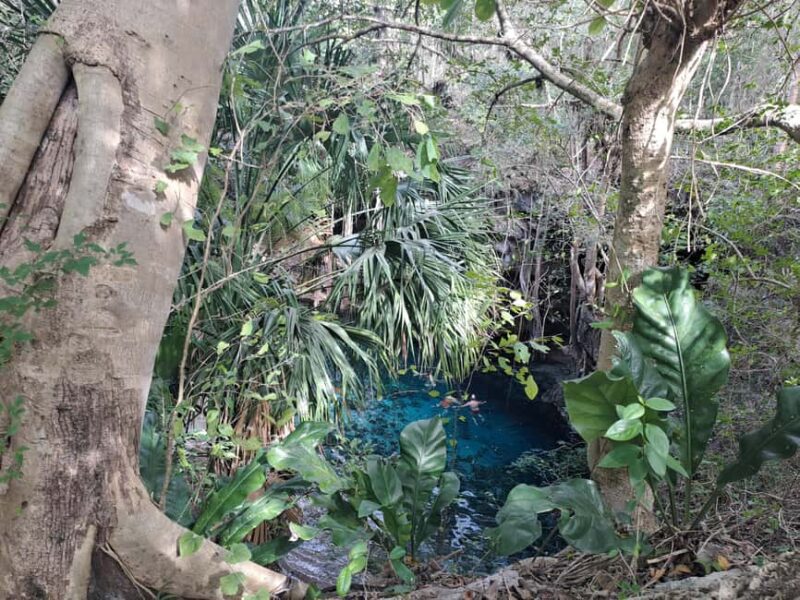 Discover the Serenity: A Tour of the Hidden Cenotes (PVT) - Dzonbacal: Another Peaceful Cenote Experience