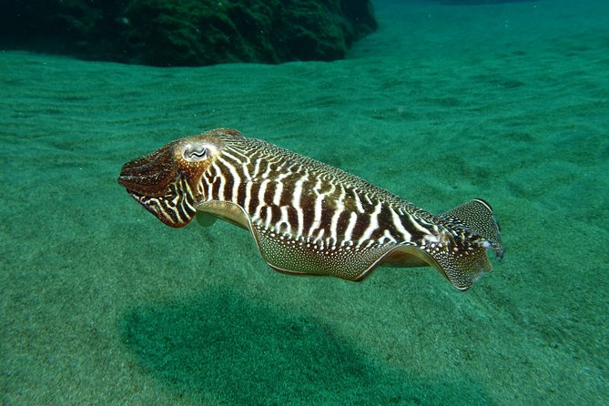 Discover the underwater world of Lanzarote - The Unique Underwater Environment of Lanzarote