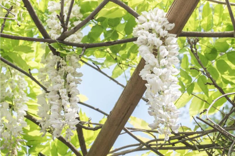 Discover the World of Herbs in the National Garden of Athens - Discover the Healing Power and Myths of Greek Herbs in Athens’ National Garden